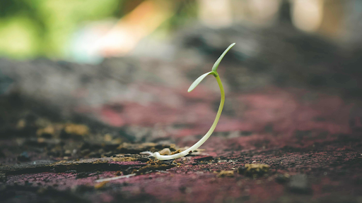 small shoot of a plant