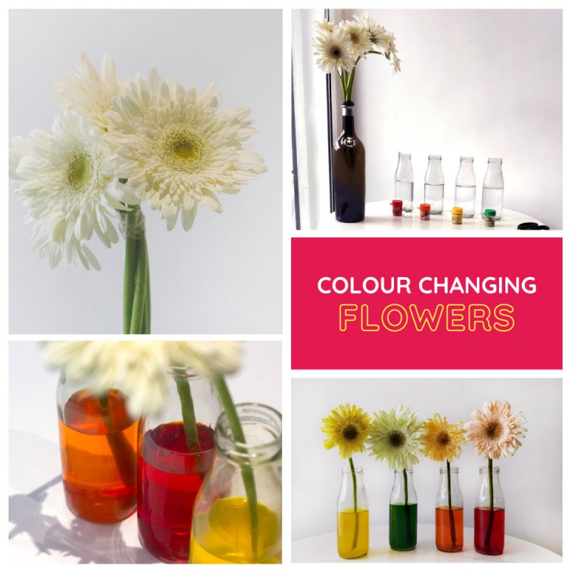 DIY-Colour-changing-flower-activity-for-kids