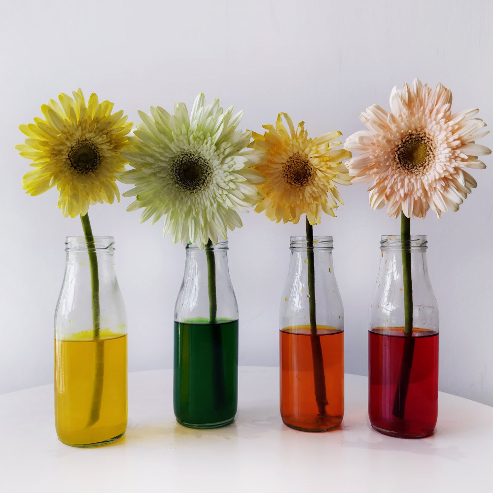 DIY flower colour changing activity results