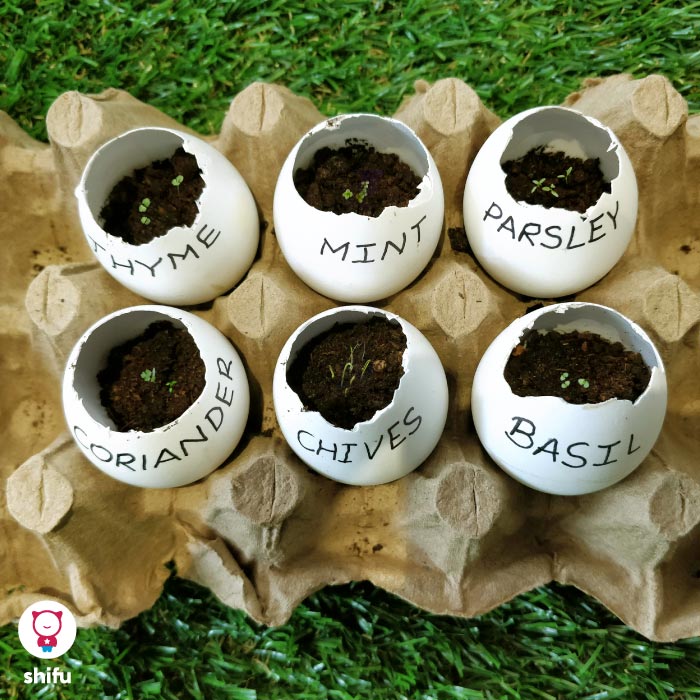 DIY eggshell garden herbs and seeds activity